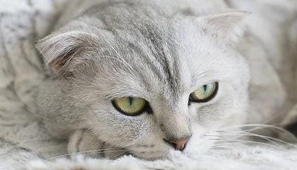 网站入口-金沙app：让生活像金沙一样闪耀的智能助手